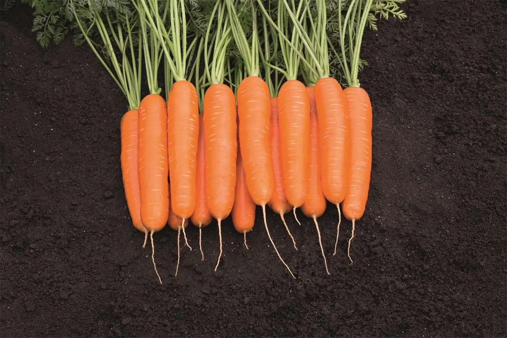 Unique carrot varieties come to life in 3D at Bejo