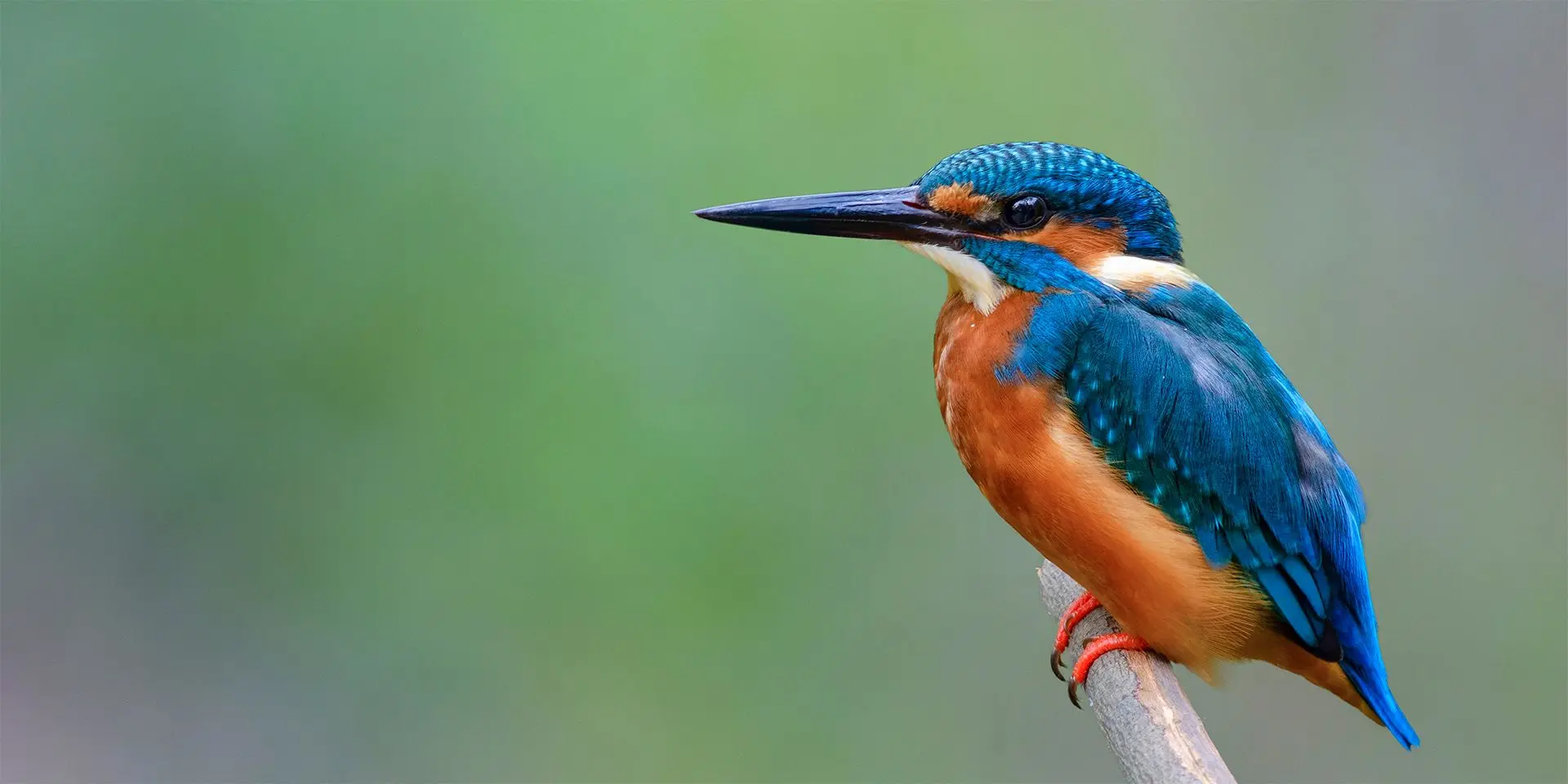 Make animals understandable with 3D
