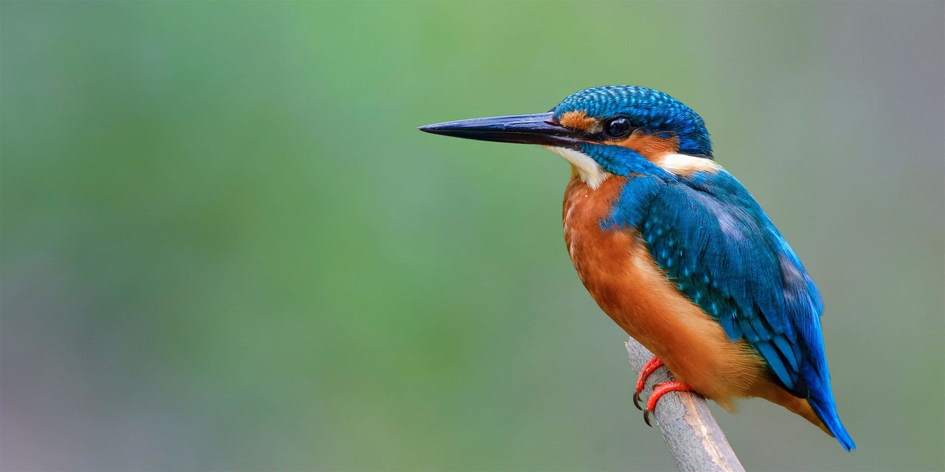 Dieren begrijpelijk maken met 3D